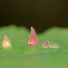 Witch Hazel Cone Gall Aphid