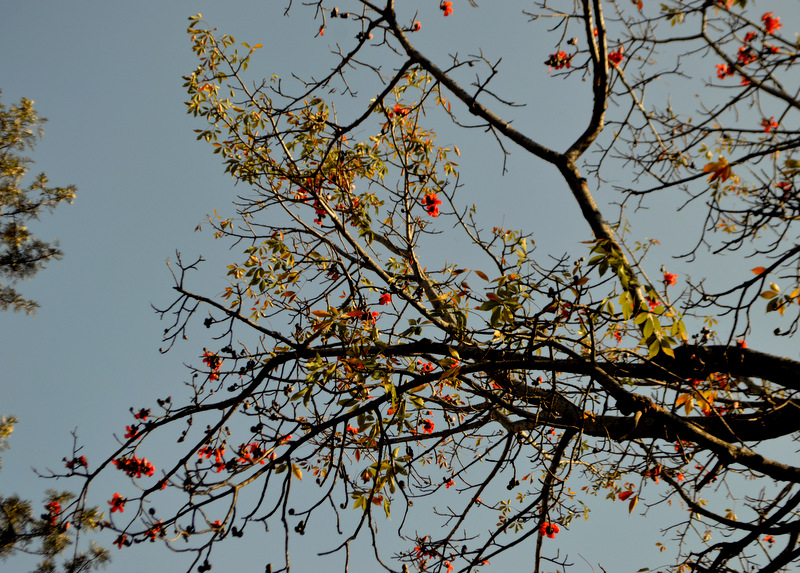 red cotton tree