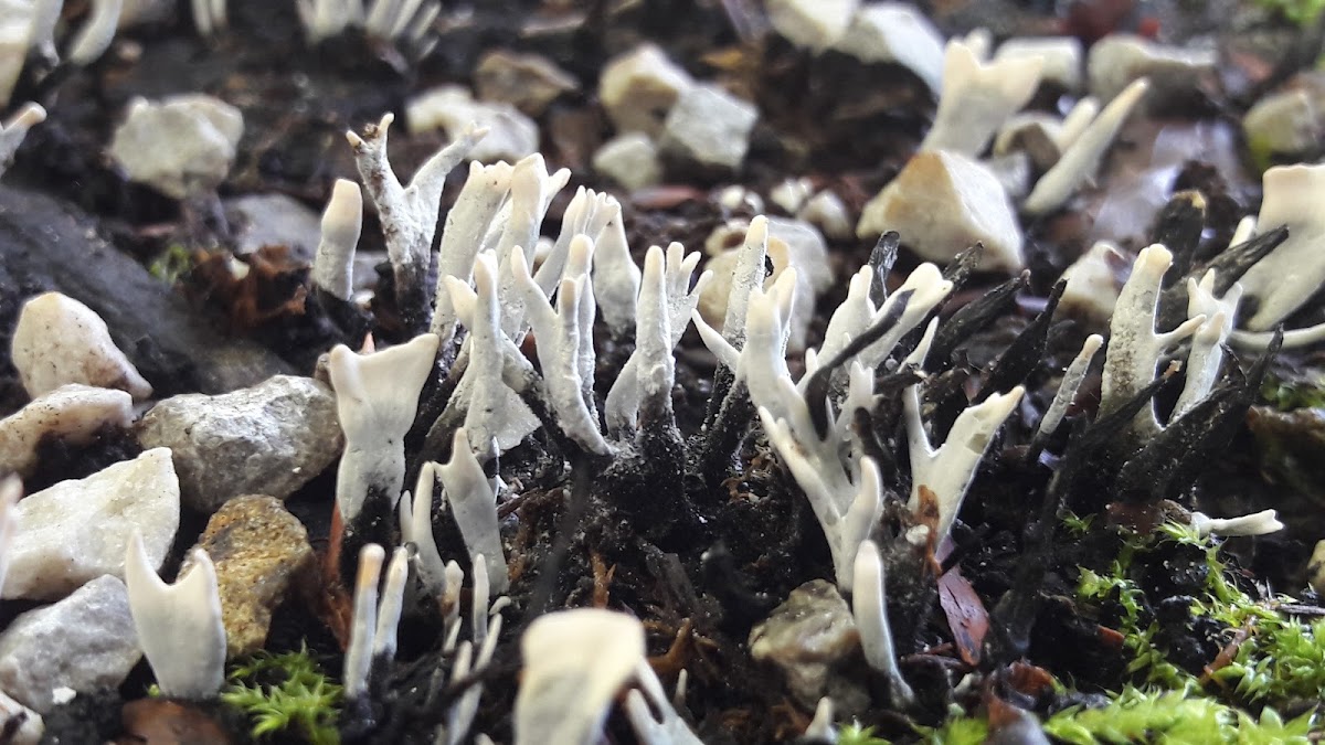 Candlesnuff fungus