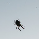 American House Spider