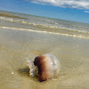 Cannonball Jellyfish