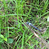 Great Blue Skimmer