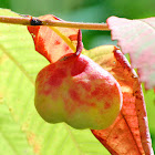 Staghorn sumac