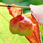 Staghorn sumac