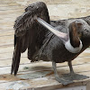 American Brown Pelican