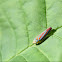 Candy-striped Leafhopper