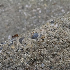 Carpenter Ant