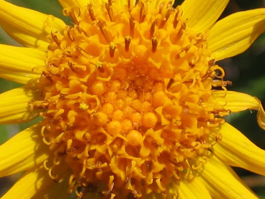 Arnica montana di ghignidiplastica