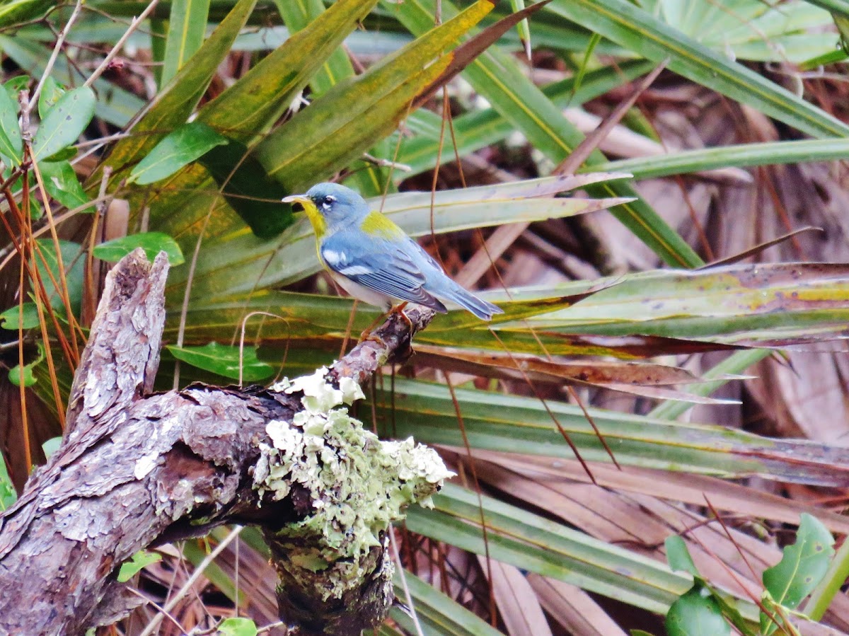 Northern parula warbler