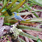 Northern parula warbler