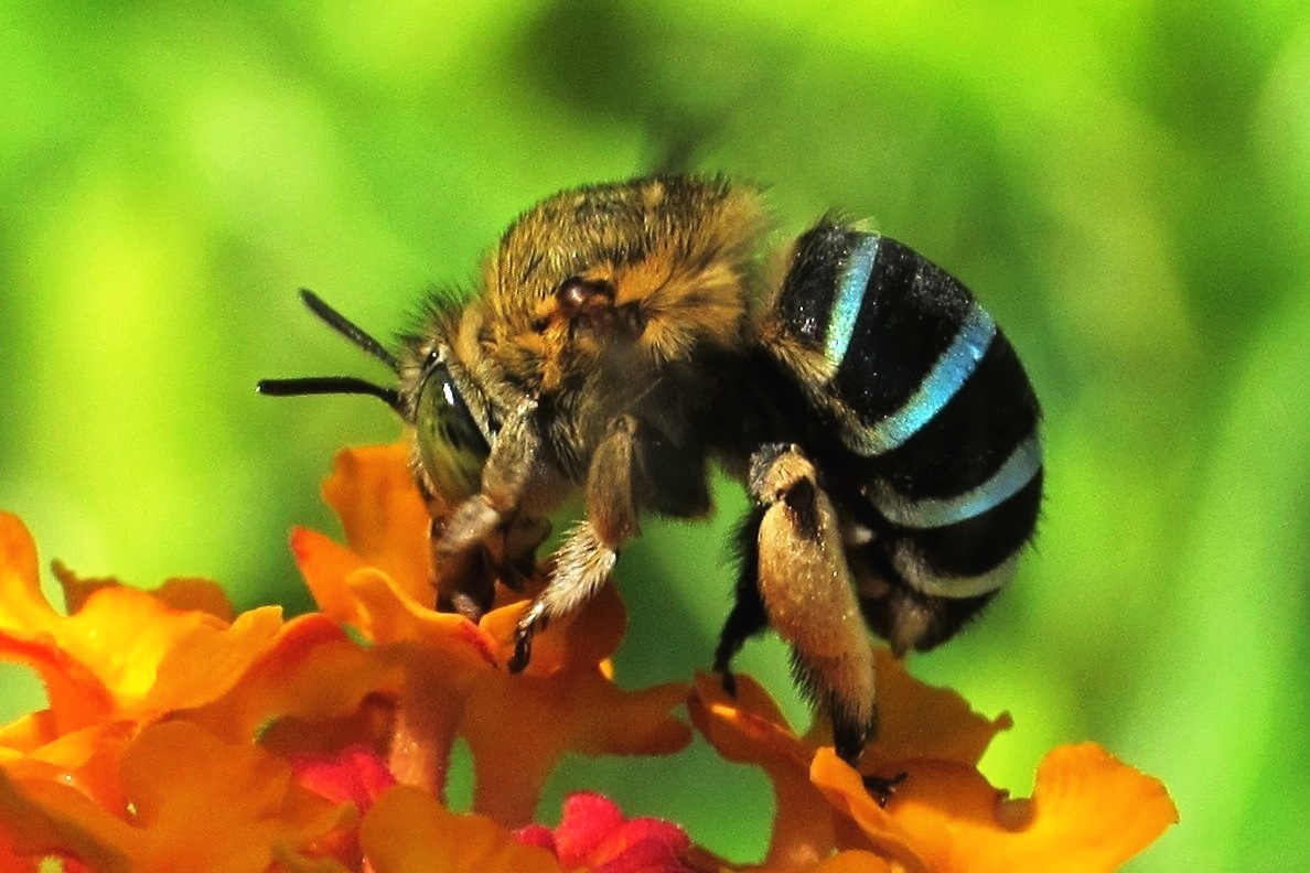 Blue Banded Bee