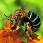 Blue Banded Bee