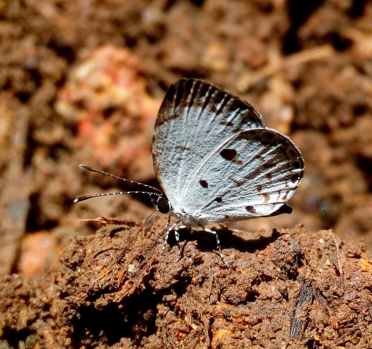 The Common Quaker