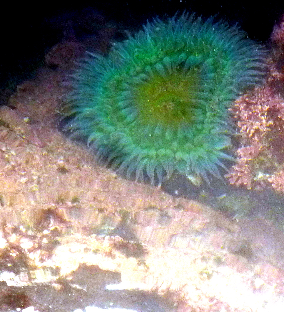 Giant Green Sea Anemone