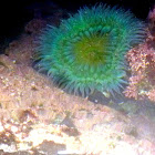 Giant Green Sea Anemone