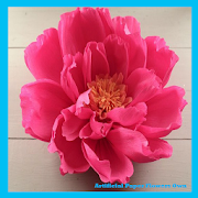 Artificial Paper Flowers Own  Icon