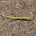 Prairie stick insect