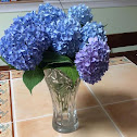 Periwinkle Hydrangeas