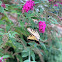 Eastern Tiger Swallowtail