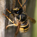 German wasp