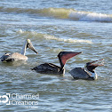 Brown Pelican