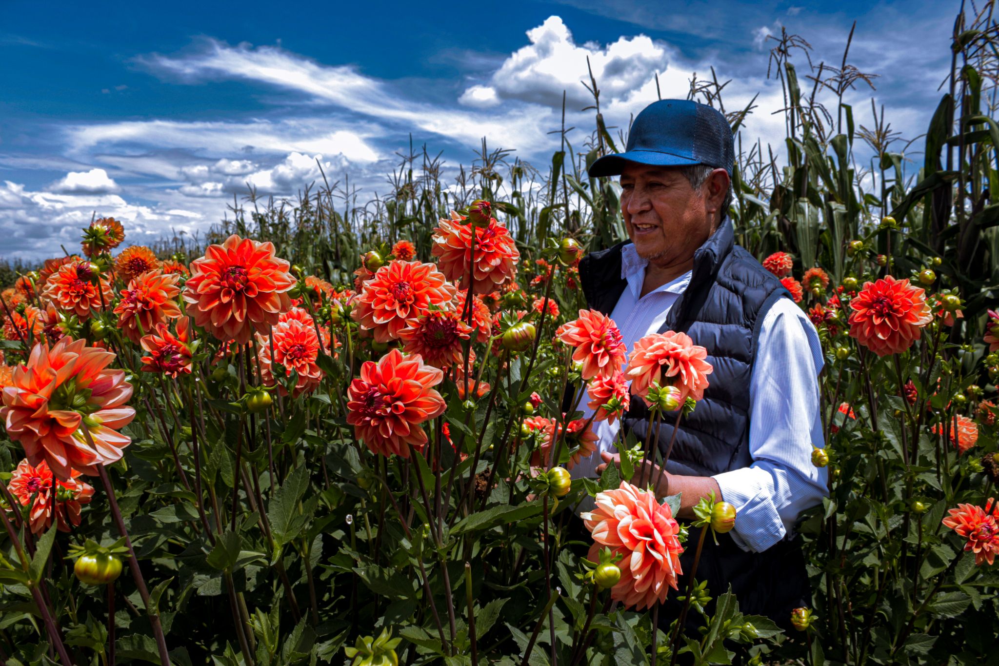 Vicente, productor de dalia | Secretaría de Agricultura y Desarrollo Rural  | Gobierno | gob.mx