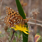 Zerene Fritillary