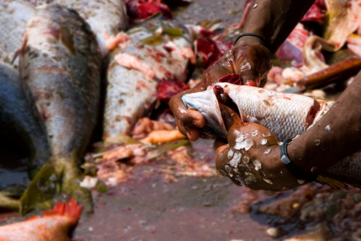 Al mercato del pesce di Logilux