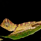 Borneo Anglehead Lizard, Borneo Forest Dragon