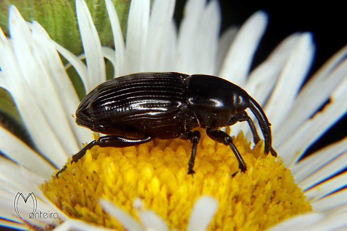 Weevil