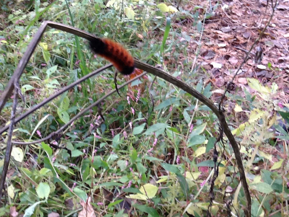 Banded woolly bear larvae