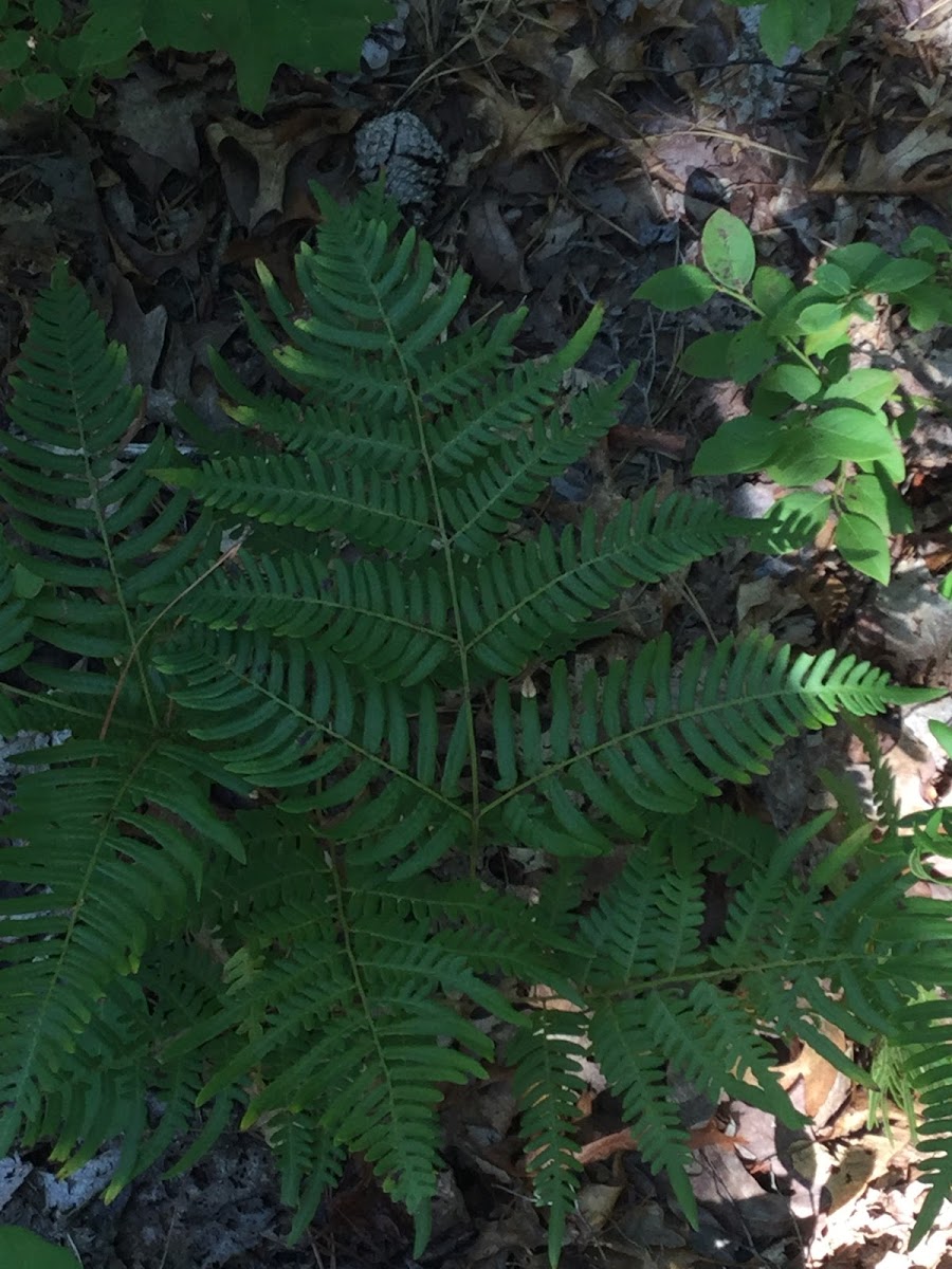 Bracken fern