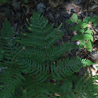 Bracken fern