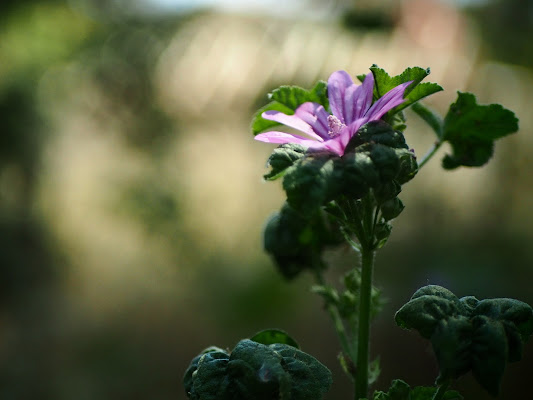 Fiore ci campo di utente cancellato