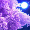 ❀·°月夜桜❀·°