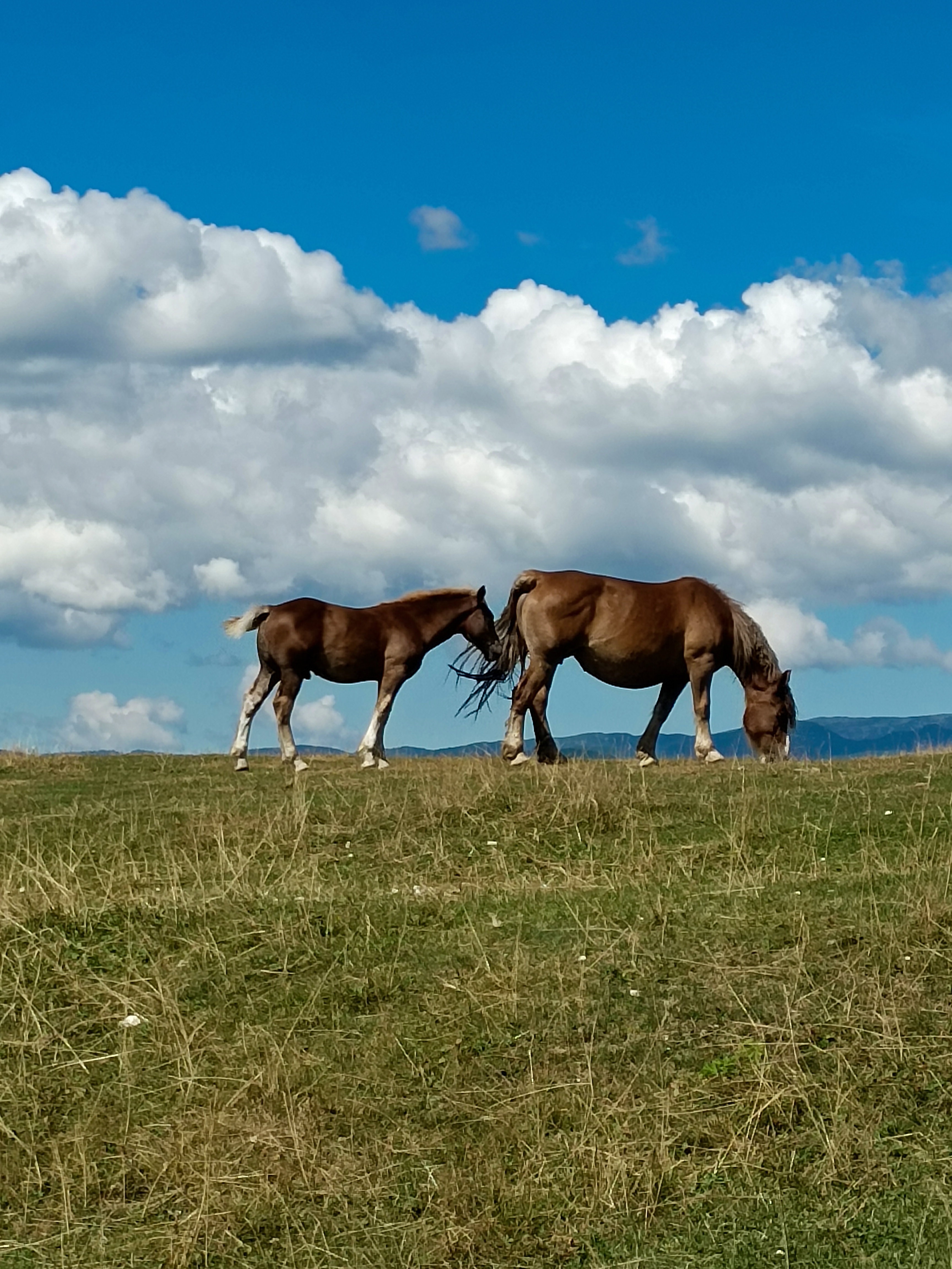 Connessione naturale di patsie_1506