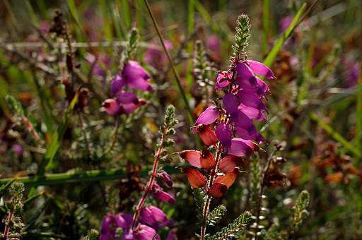 Erica ciliaris