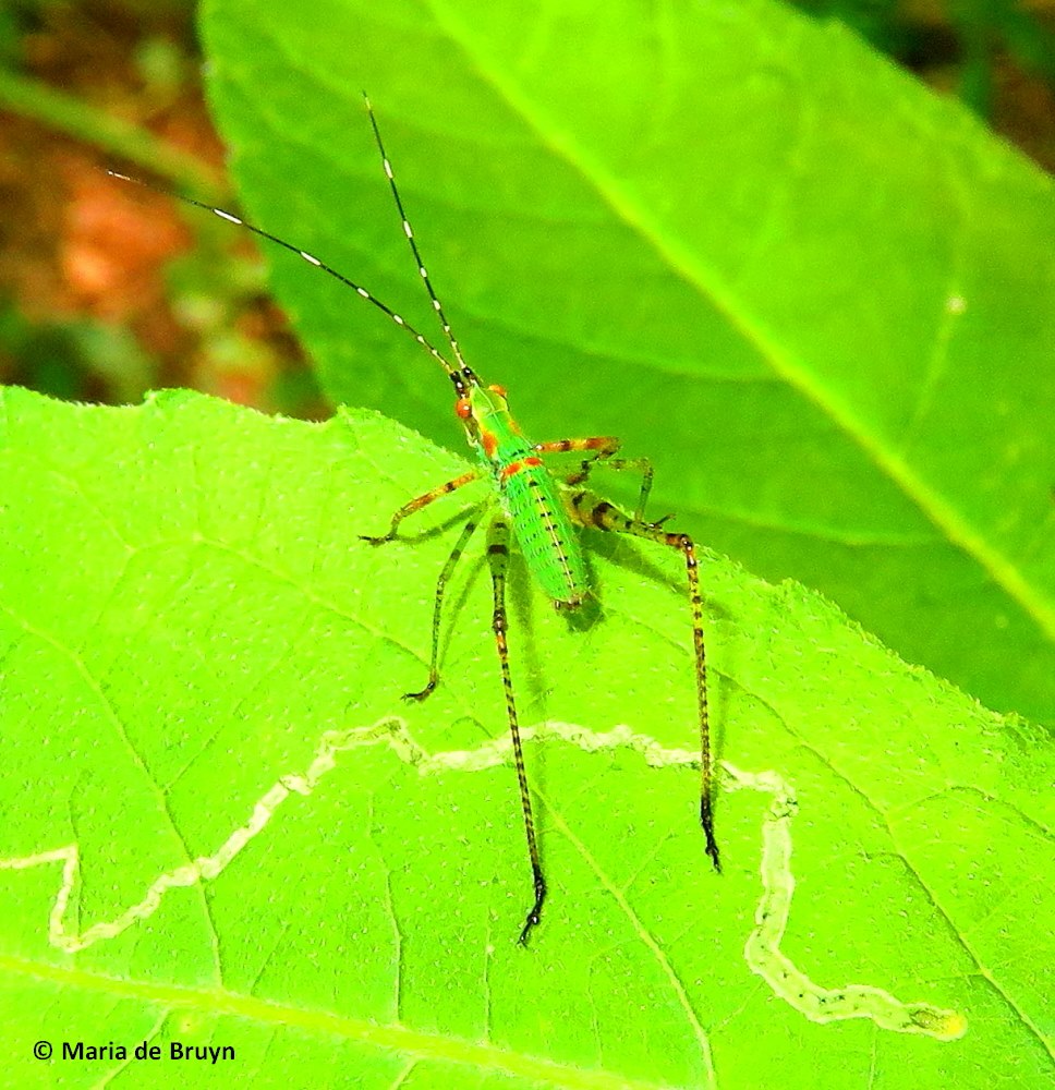 Bush katydid nymph