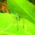 Bush katydid nymph