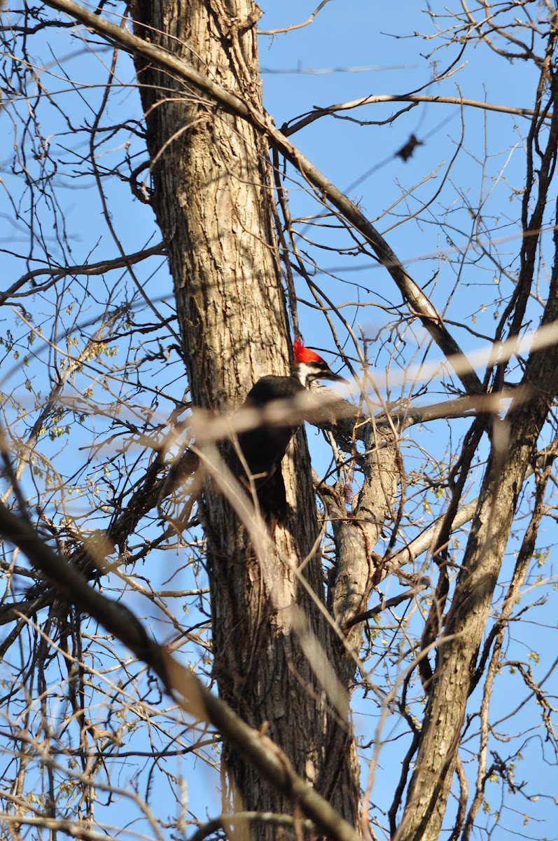 Pileated Woodpecker