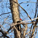 Pileated Woodpecker