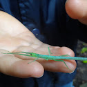 Peppermint Stick Insect nymph / baby