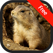 Prairie Dog Sounds  Icon