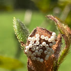 Azalea caterpillar