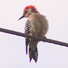 Red-bellied Woodpecker