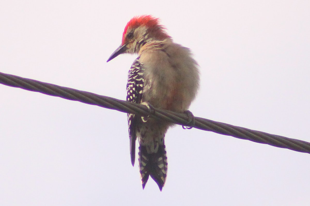 Red-bellied Woodpecker