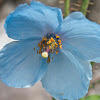 Blue Poppy, Queen of Himalayan Flowers