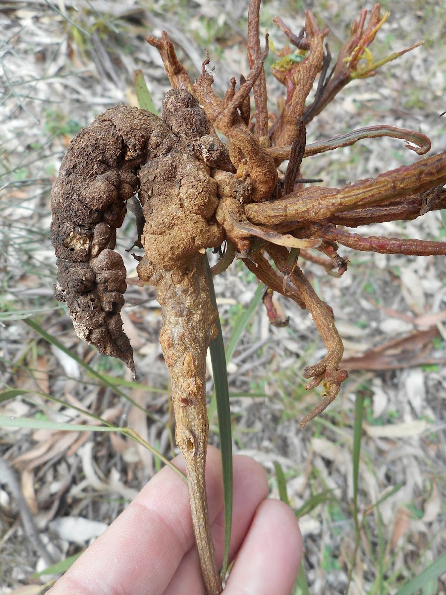 Acacia Gall Rust Fungus