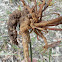 Acacia Gall Rust Fungus