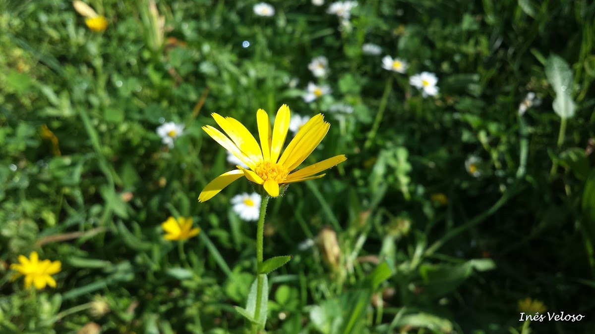 Field Marigold